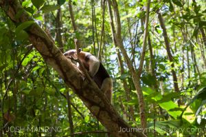 Josh Manring Photographer Decor Wall Arts - Costa Rica Wildlife -3-c85.jpg